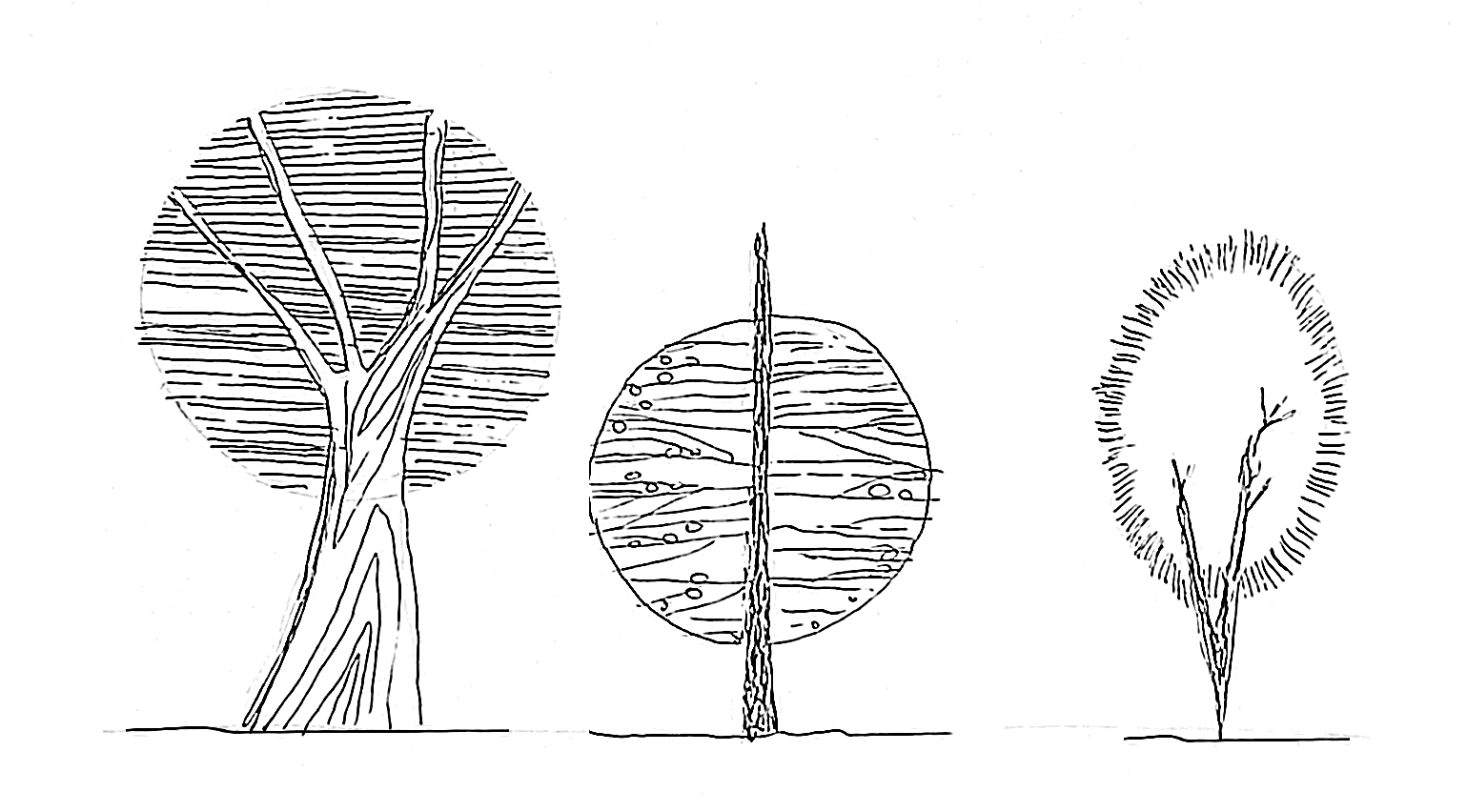 trees, tree symbols, architectural drawing, 